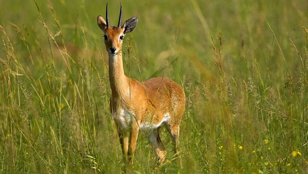 Small and super fast, the Oribi camouflages itself in Africa's savanna grasslands, but sadly, human activities are taking its toll on the species.