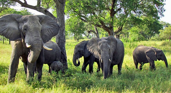 Is South Africa's elephant population the next target for illegal ivory trade?