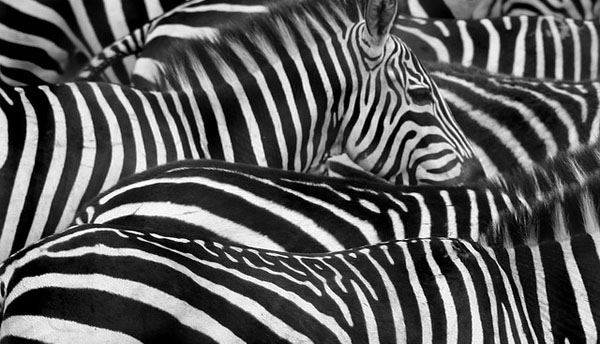 Zebra stripes are confusing for predators, but serves to identify within the herd