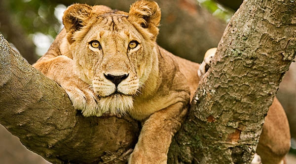 If lasting protection is not implemented fast, lions could permanently disappear in some localized African regions.