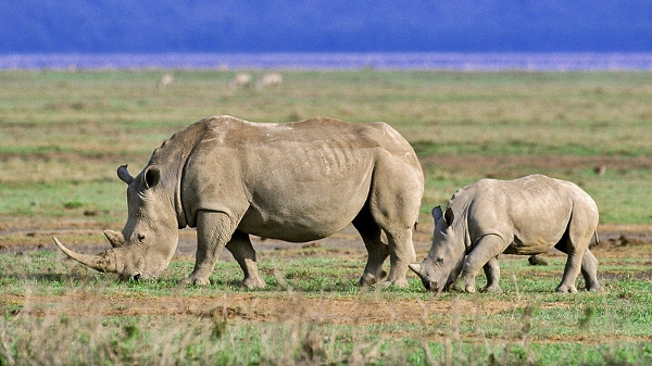 With the help of Google-funded surveillance drones, Namibia's rhino population is kept under watchful eye. Could this be the answer to Africa's struggle against poaching syndicates?