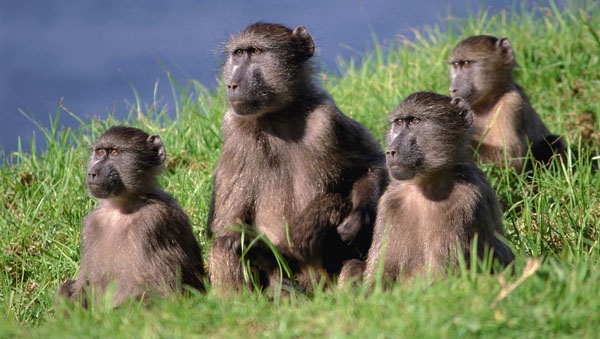 Scared of encountering a baboon while traveling through South Africa's Cape region? Read what to do here.
