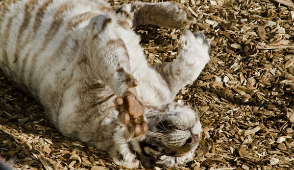 Content albino tiger at The Wild Animal Sanctuary