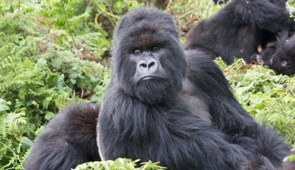 Silverback mountain gorilla in Bwindi