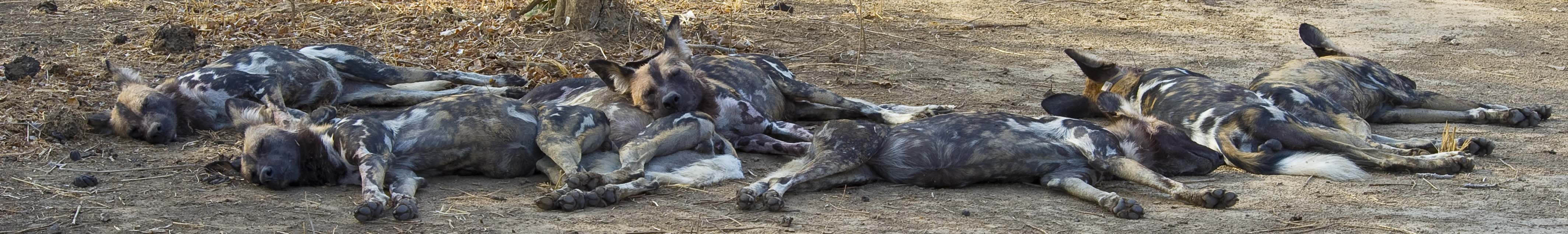 Alpha male, wild dogs of South Luangwa