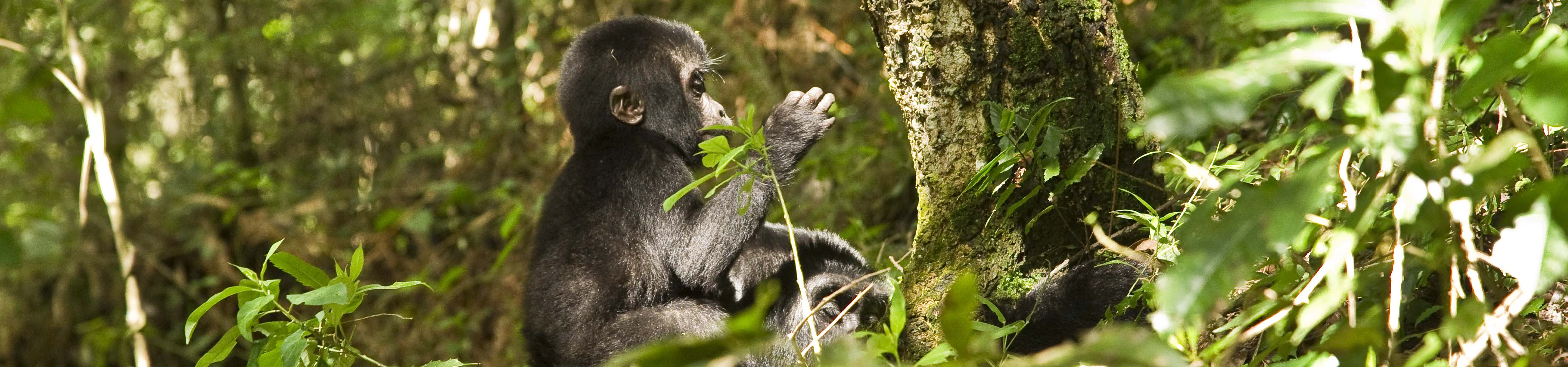 Baby gorilla in Bwindi Impenetrable