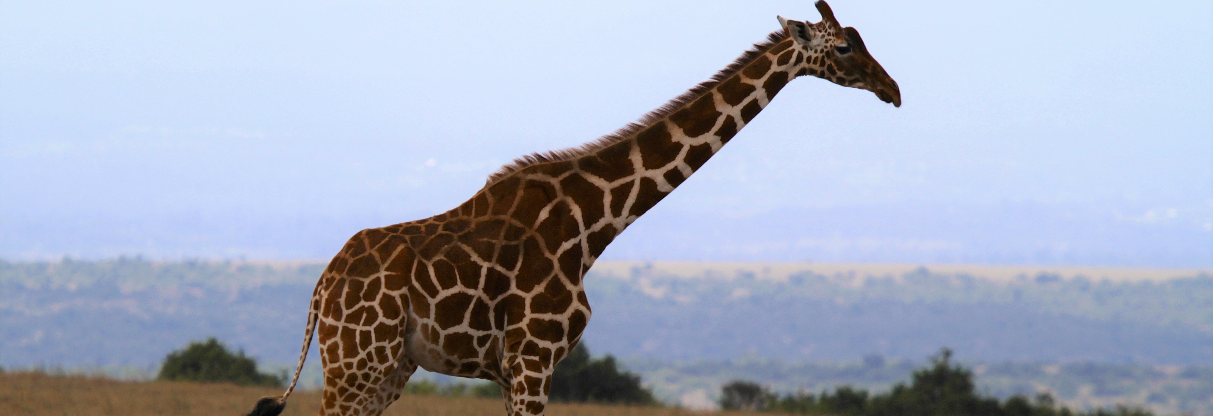 Reticulated giraffe, Kenya