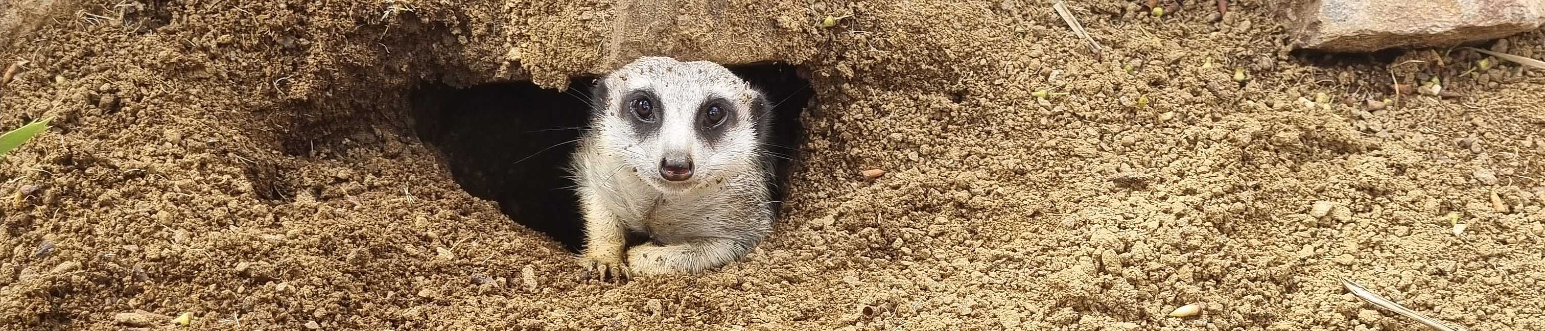 Meerkat peeking out of its burrow | Samantha Bell