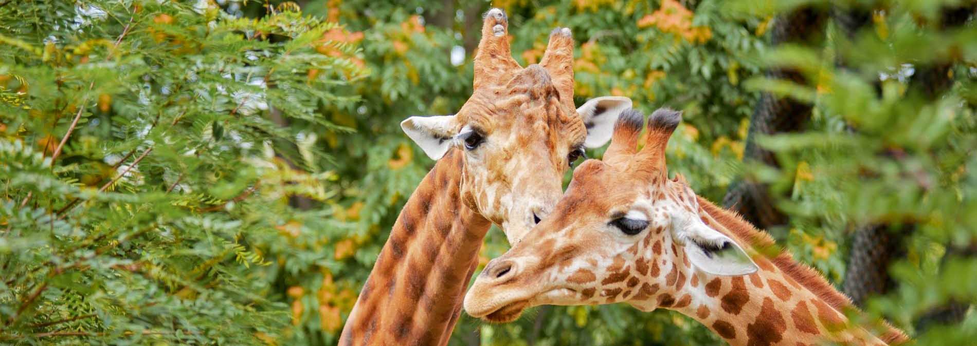 Kordofan giraffes