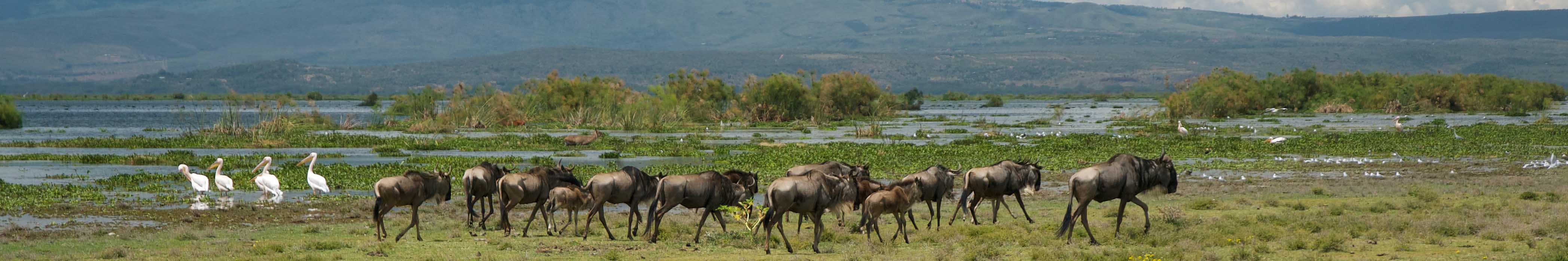 Wildebeest at Lake Naivasha by Transtrek Safaris