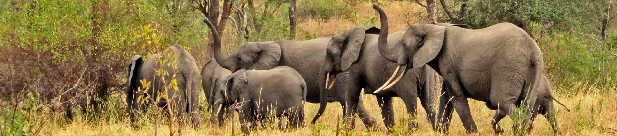 Forest elephants in Semliki Wildlife Reserve | Wildplaces Africa