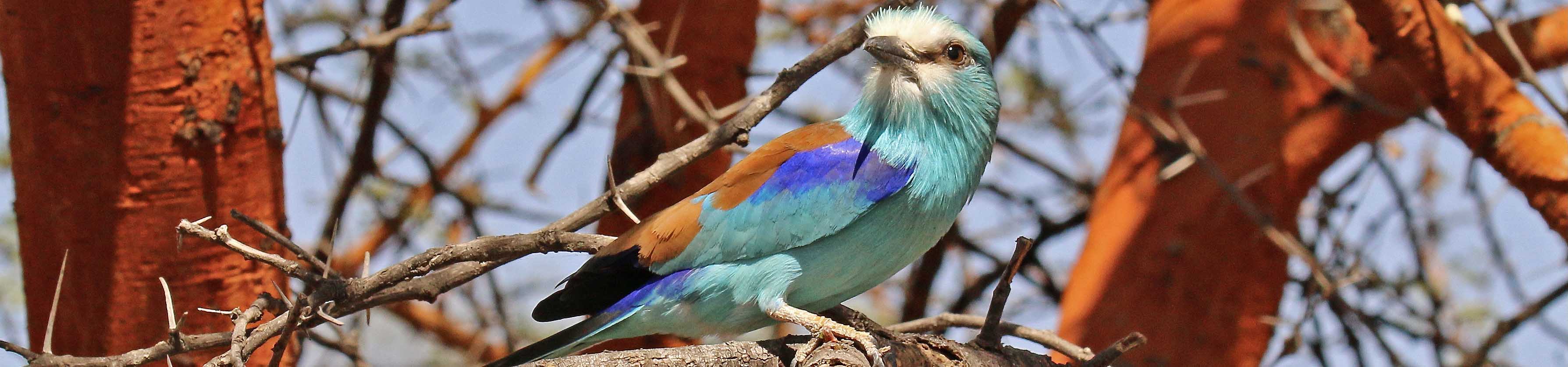 Abyssinian roller | Busanga Safaris