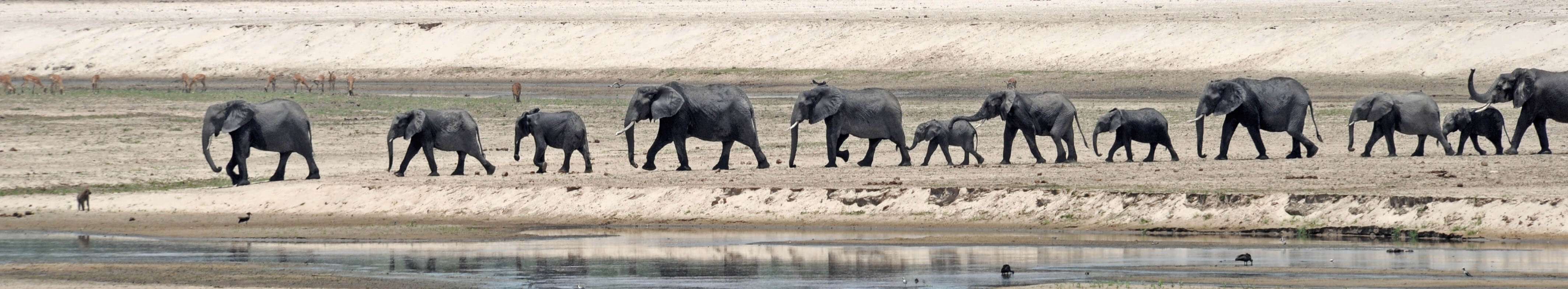 Elephants crossing the Luangwa River