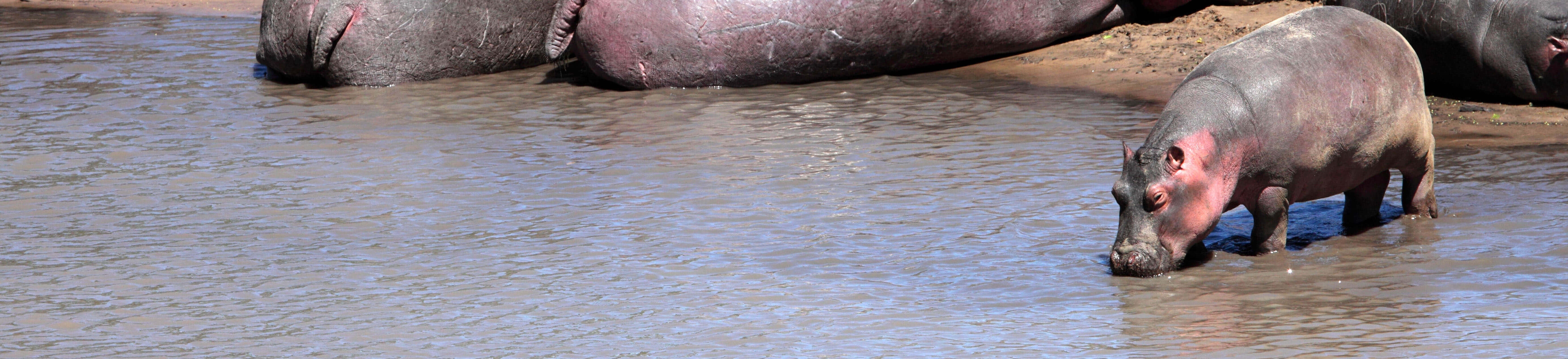 Baby hippo drinking water in Gorongosa, Mozambique