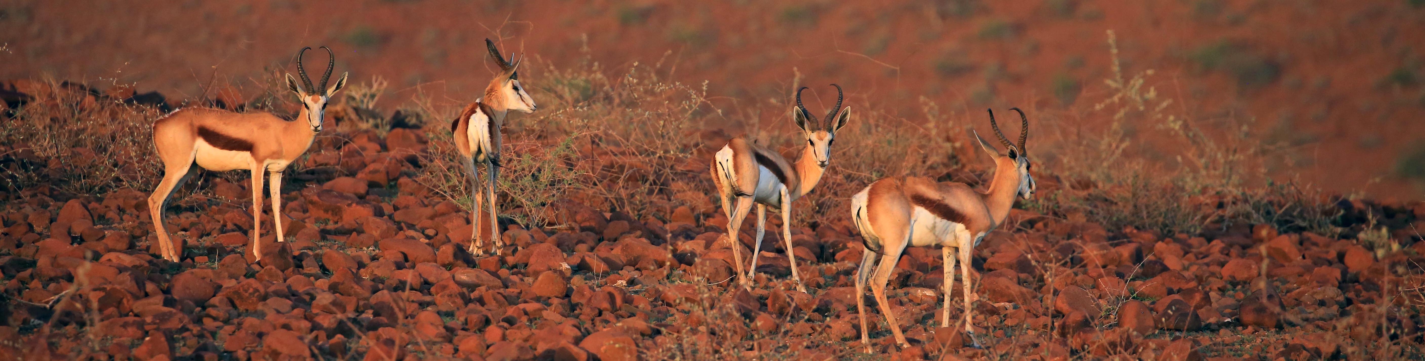Springbok, Damaraland Namibia | Your Safari