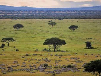 Kenya Masai Mara Adventure Big Five Drive