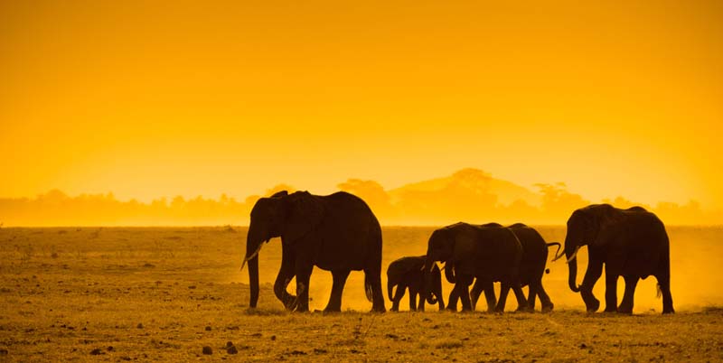 Travelust African Safaris (Not trading | Active)
