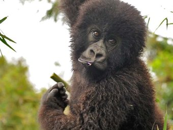 Gorillas in a 3 day Trip!