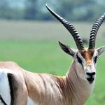 Mozambique: Safari, History & Sea