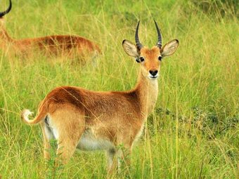 Uganda's Queen Elizabeth is a home to tree climbing lions