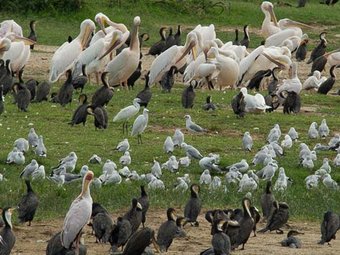 Game drive and chimpanzee trekking; you'll see elephants, buffaloes, hippos and search for lions.
