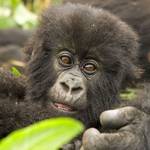 7 Days Congo Wildlife Safari- Africa Adventure Vacations