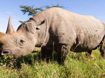 KRUGER PARK / PANORAMIC ROUTE SAFARI