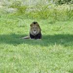 10-day South Africa Family Vacation