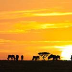 15-day South Africa Safari Family Moments-home to big five animals