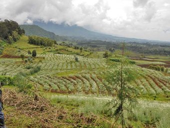 3-Day Rwanda Gorilla And Golden Monkeys