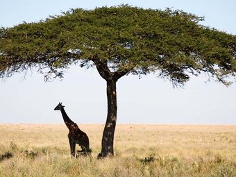 13 Day All in One Tanzania Experience (Safari, Kilimanjaro climb, Zanzibar)