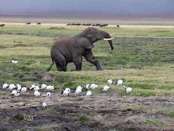 Selous & Ruaha: a amazing combination of the biggest reserve in Africa and the hidden gem of Tanzania 