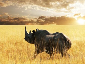Cape Town, Kruger & Victoria Falls