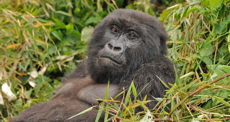 Wildlife Tours - Rwanda