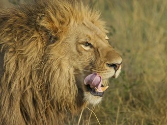 Camping safari, Exploring the Okavango Delta