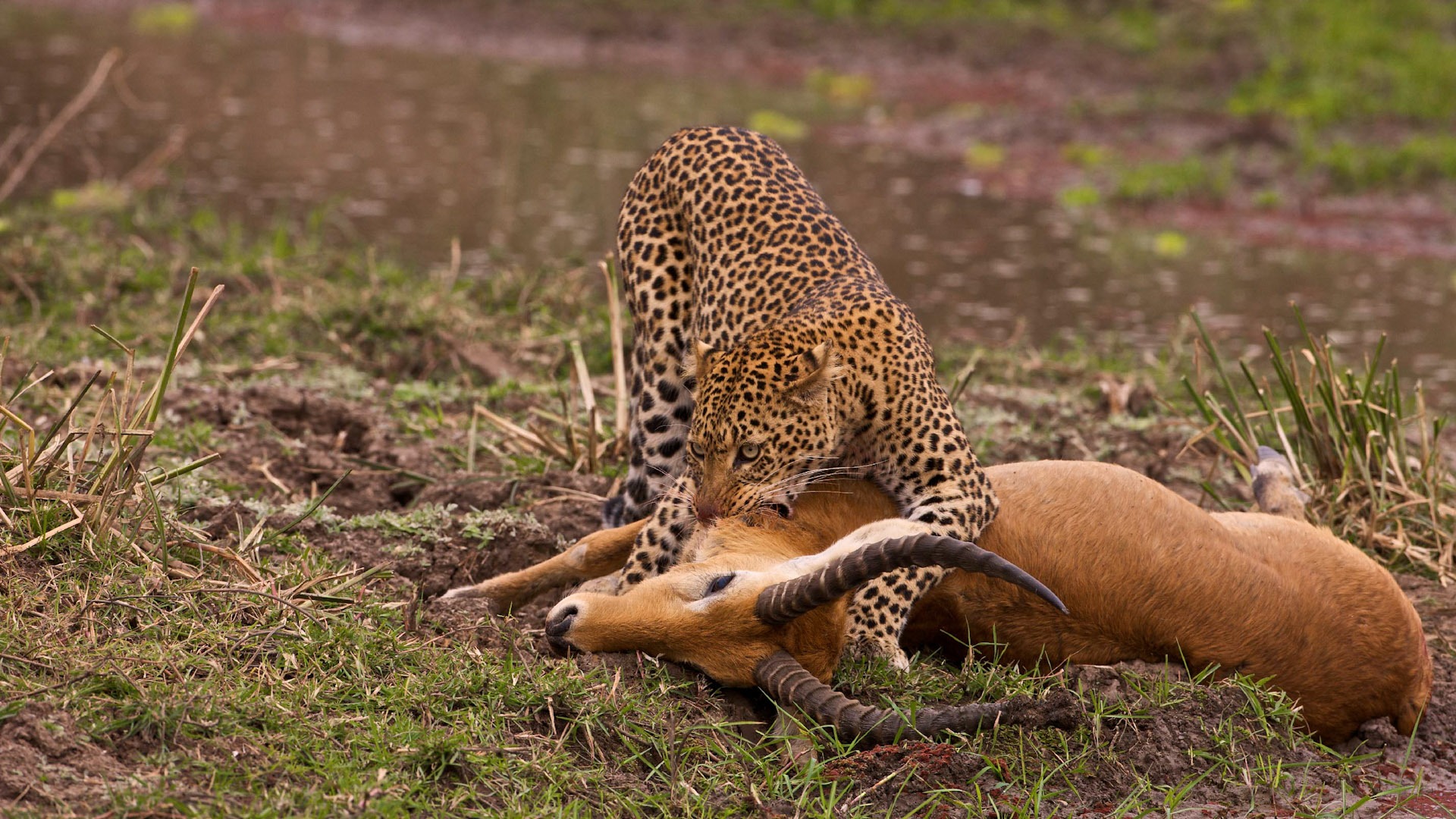 3-Day Masai Mara mid Range Lodge Safari