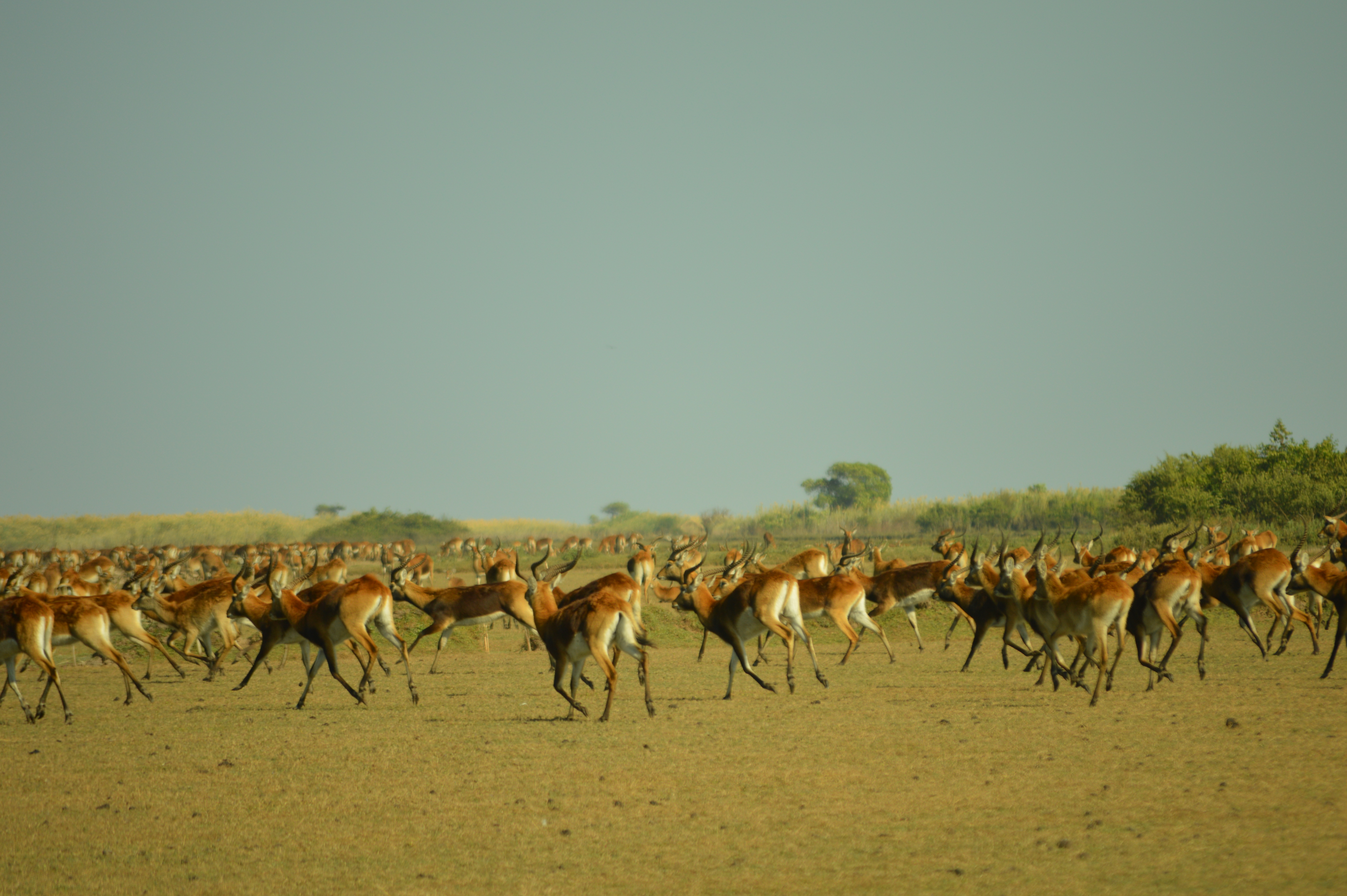 Explore Zambia's Wilderness