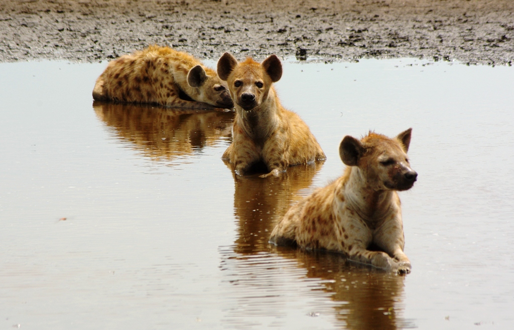 Budget Camping Safari to Liuwa Plains and Kafue National Park