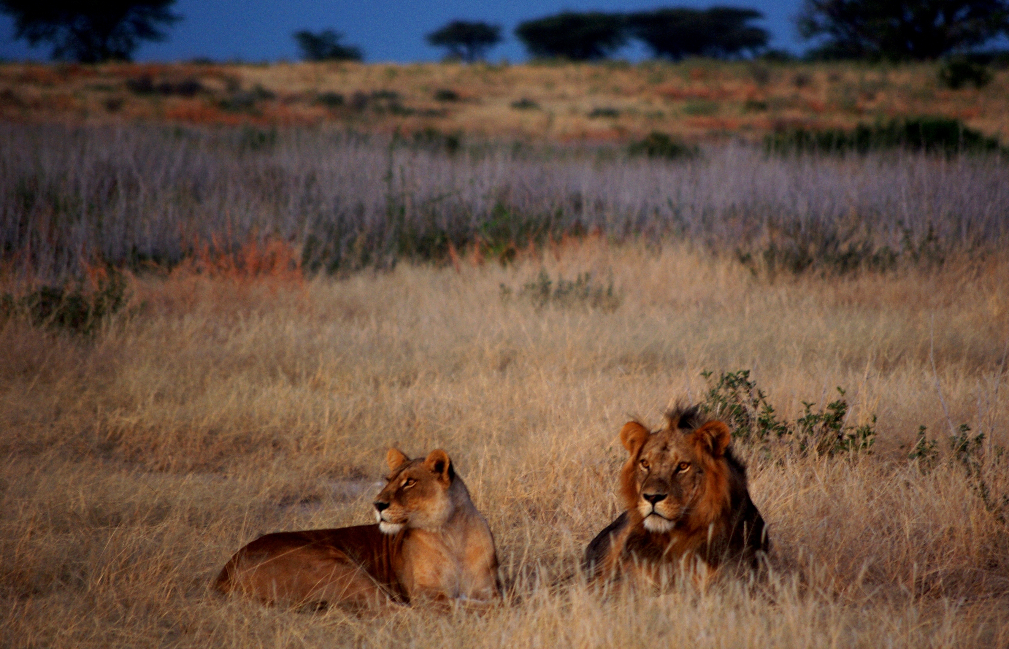 Affordable Camping Safari to Liuwa Plains - Kafue and South Luangwa National Parks