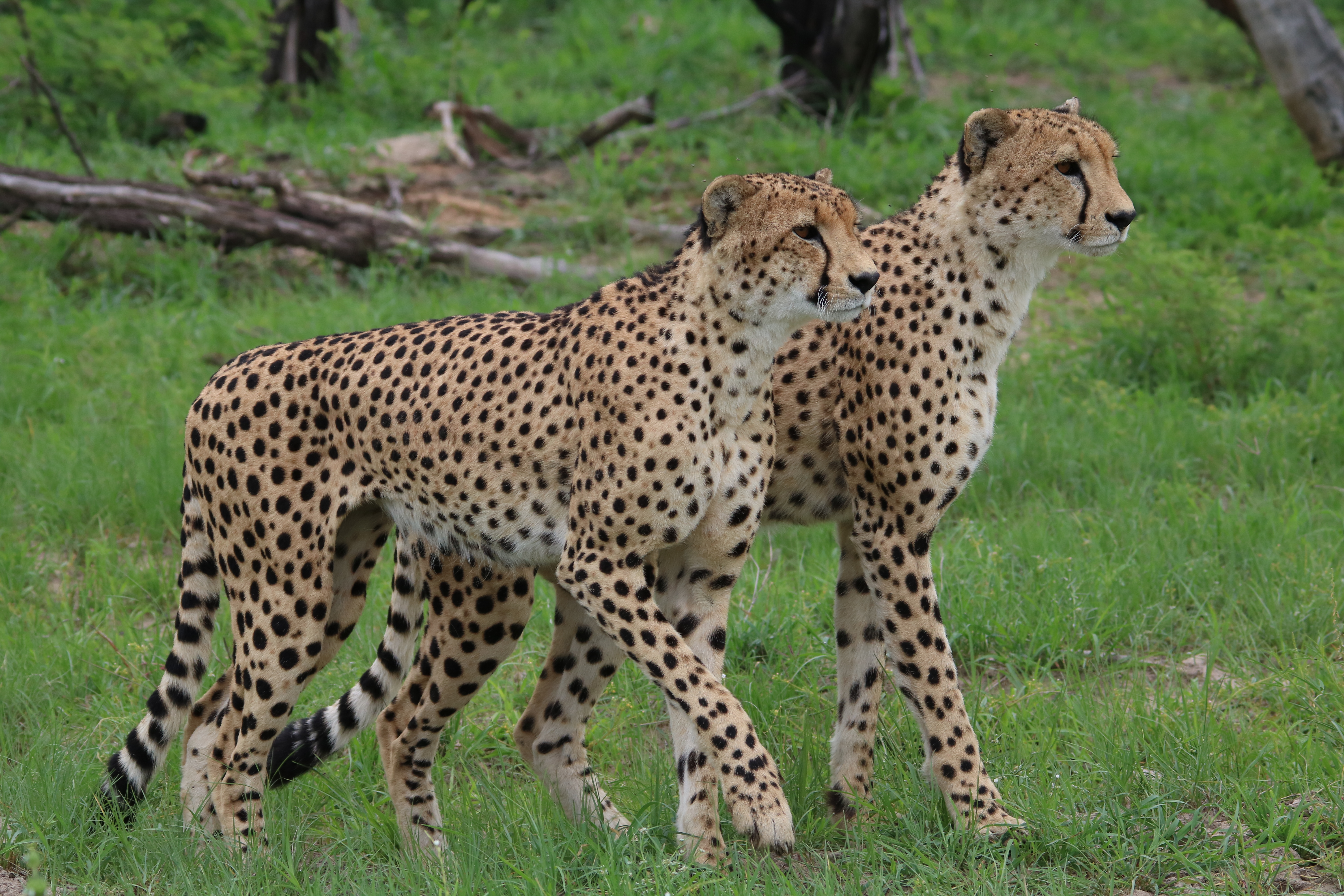 15 days Lodge Safari to Zambia's finest parks including Lower Zambezi, Kafue and South Luangwa National Parks