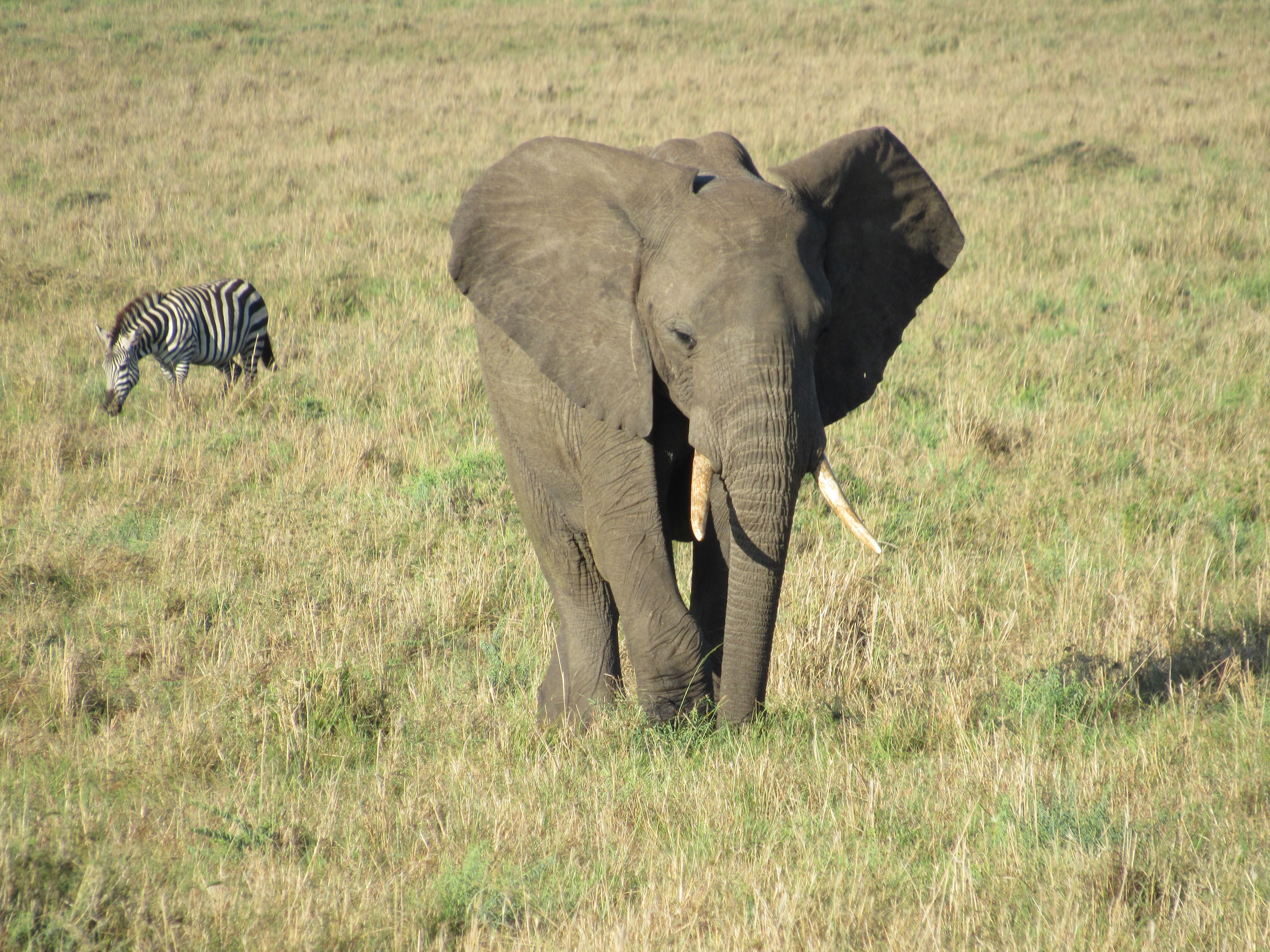 African Home Adventure
