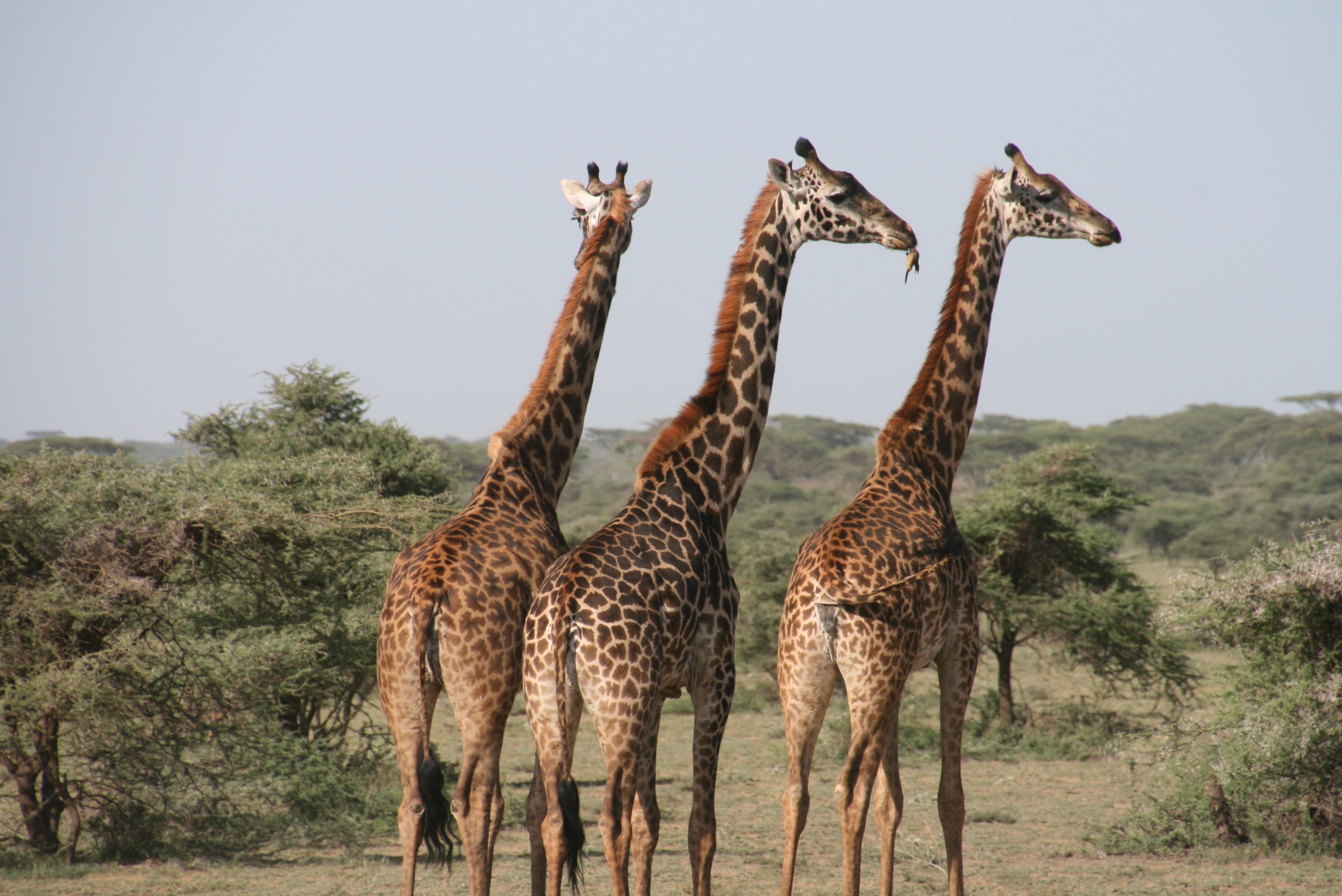 13-Day Visit Kruger, Cape Town & Winelands in South Africa