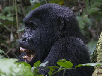 Gorillas and Culture Safari