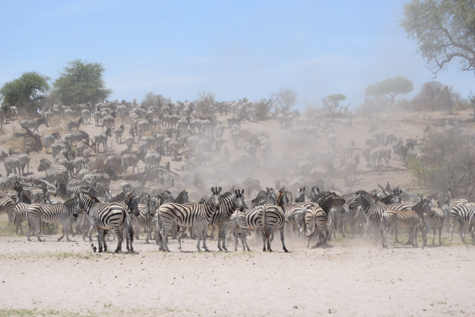 Explore the best of Nxai pan national park, Makgadikgadi salt pans national park and Central Kalahari game reserve