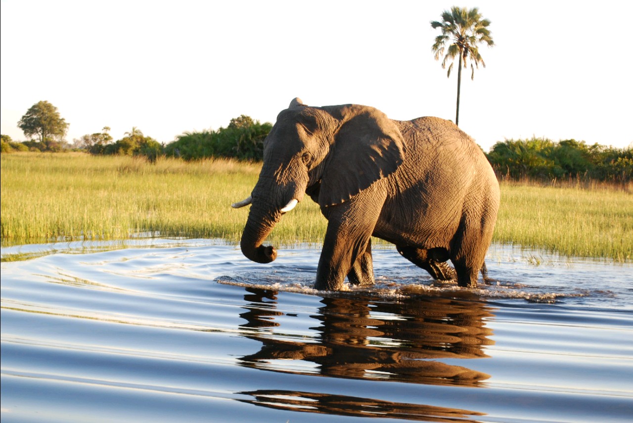 Experience the best of Okavango delta, Moremi game reserve, Savuti and Chobe national park