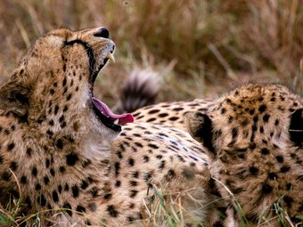 7 days kenya classic safari