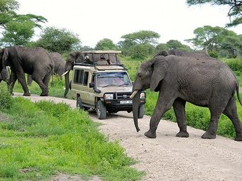 4 Days Tarangire National park, Serengeti National Park and Ngorongoro Crater budget Safari