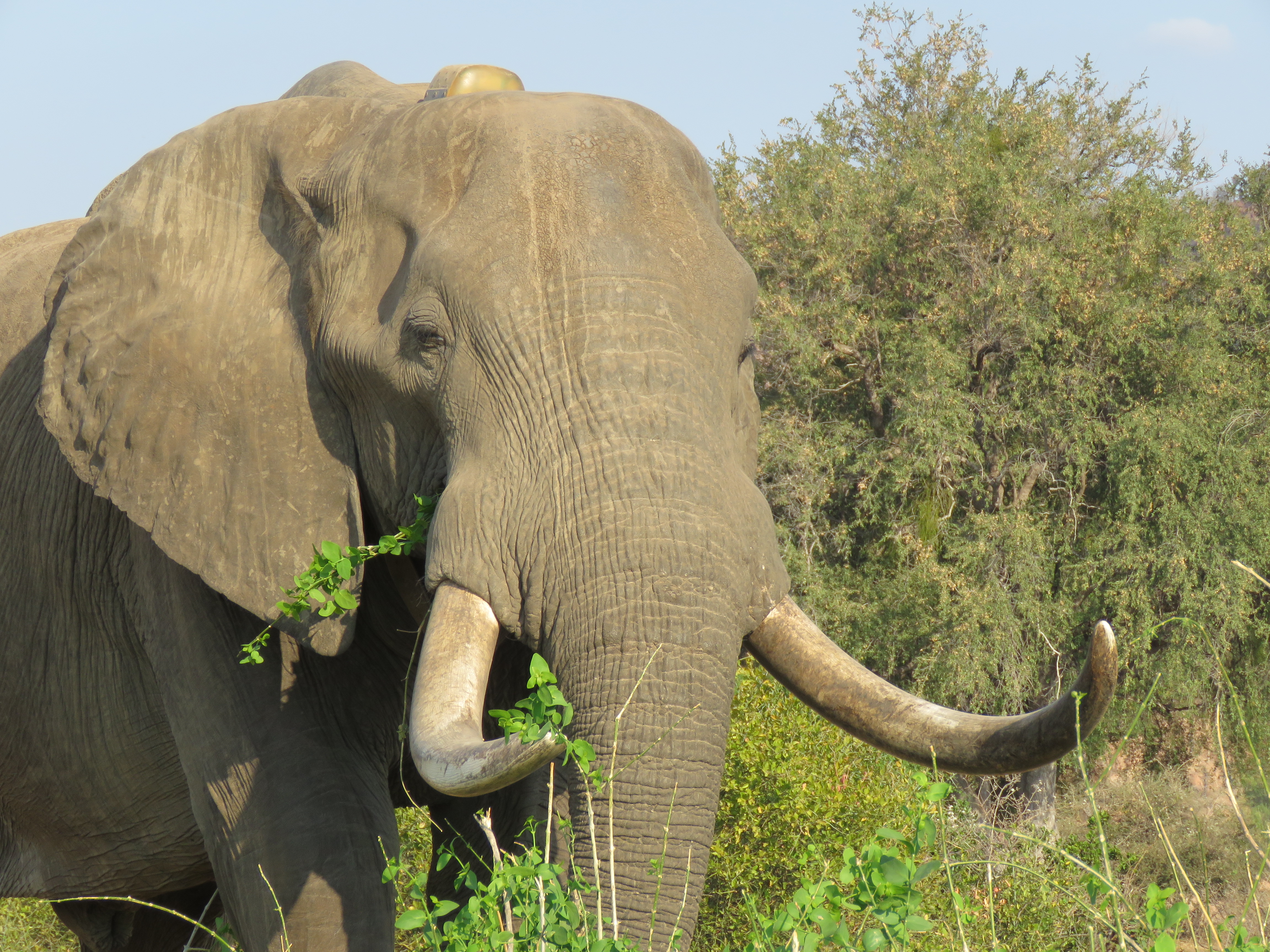 7 Nights in North of Gonarezhou with Doug Macdonald
