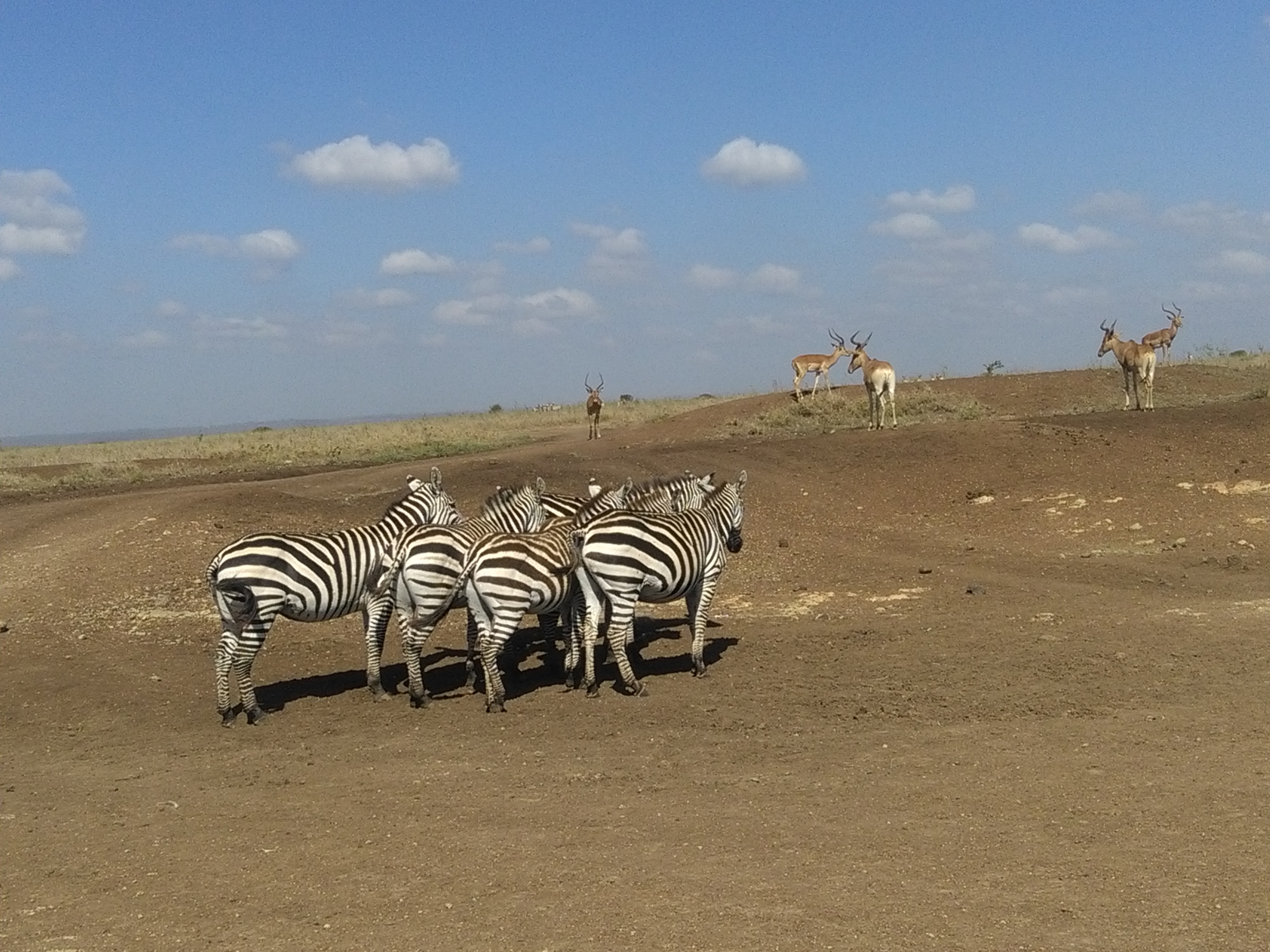 YHA Kenya Travel Tours & Safaris