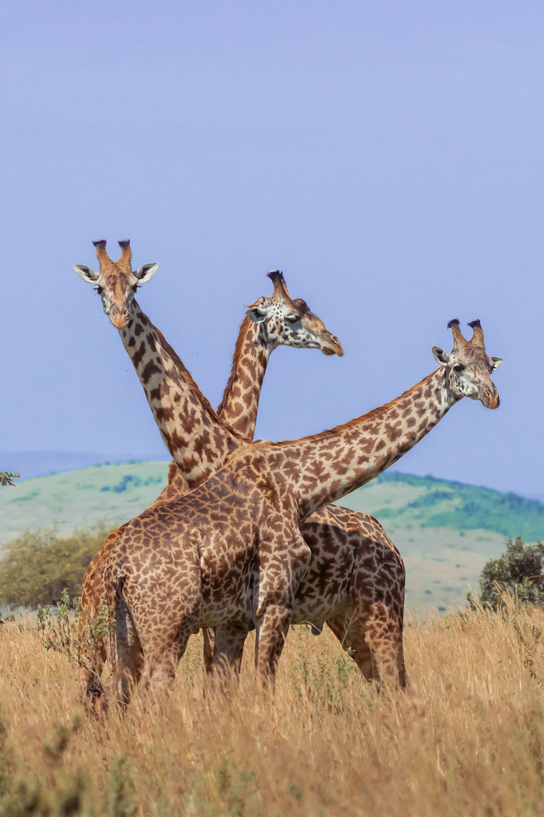 7 days Kenya best Safari holiday